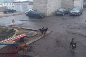 В Клинцах бродячие псы атаковали подъезд жилого дома