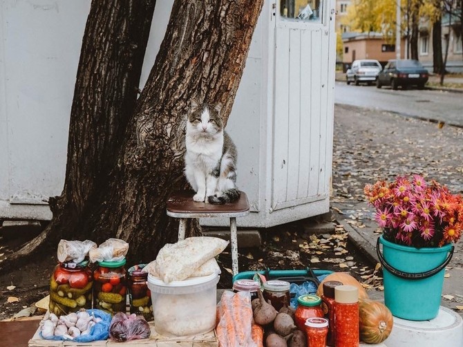 В Брянске сфотографировали кота-продавца