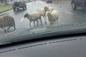 В Брянске овцы едва не устроили аварию на Станке Димитрова