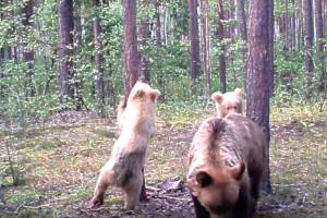 В заповеднике «Брянский лес» фотоловушка поймала «медвежий класс»