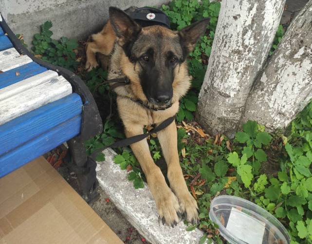 В Брянске инвалид по зрению предал собаку-проводника Панию
