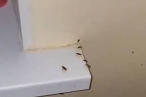 Брянские власти объяснили полчища гигантских тараканов в ковидном госпитале
