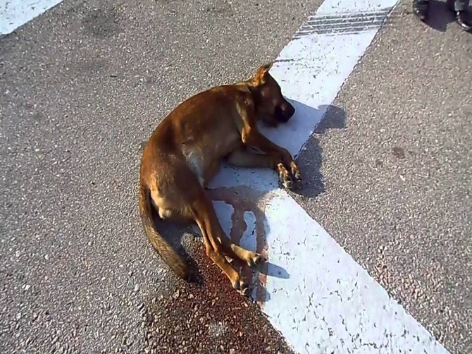 В Брянске водителя лишили прав за сбитую насмерть собаку