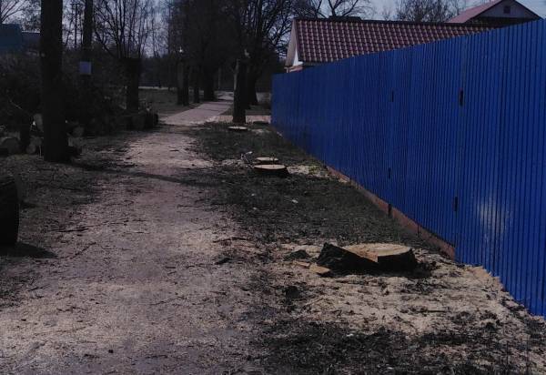 В Суземке спилили грозившие рухнуть на дом пенсионерки старые деревья