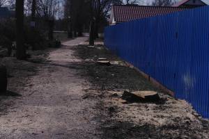 В Суземке спилили грозившие рухнуть на дом пенсионерки старые деревья