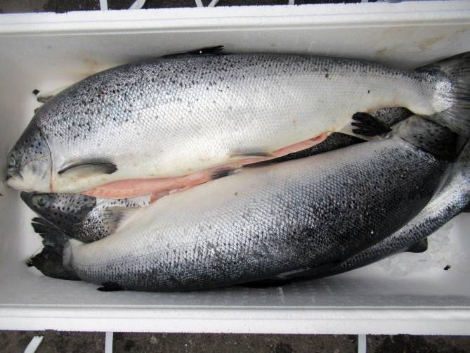 В Брянской области уничтожат две тонны норвежского лосося
