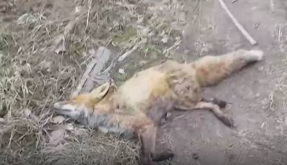 В поселке Белые Берега охотник убил неадекватную лису