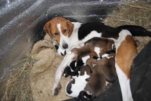 В Навлинском районе ищут хозяев эстонской гончей и ее 11 щенкам