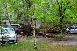 В Брянске на проспекте Московском дерево рухнуло на припаркованные автомобили