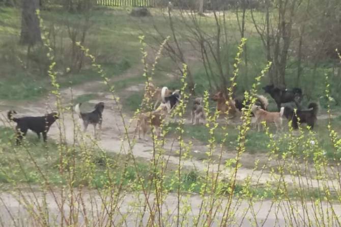 Жители Сельцо вновь пожаловались на бродячих собак