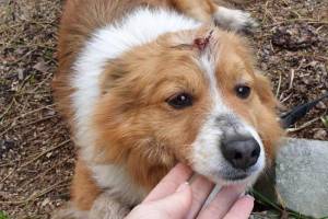 В Брянске нашли раненую в голову собаку
