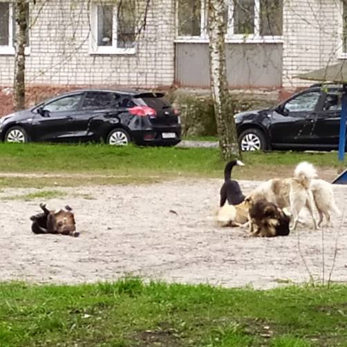 В Брянске стая бродячих собак захватила детскую площадку