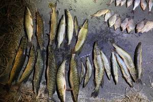 Под Навлей задержали браконьера за ловлю рыбы сетями и электроудочкой
