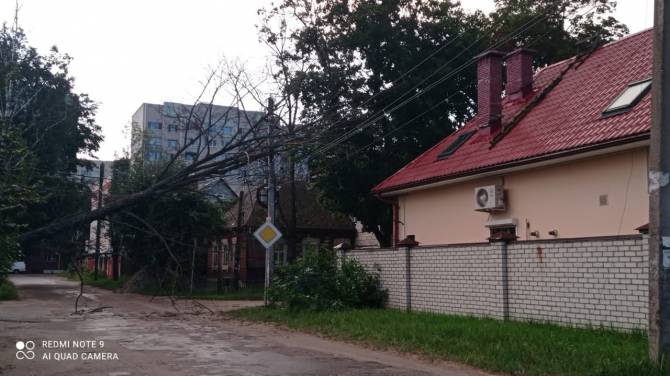 В Фокинском районе Брянска повисшее на проводах дерево перегородило дорогу