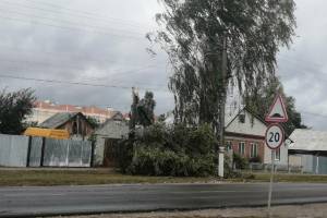 В Климово восстановили энергоснабжение после обрыва ЛЗП рухнувшим деревом