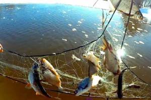 В Выгоничах осудят выловившего сетями 93 рыбы браконьера