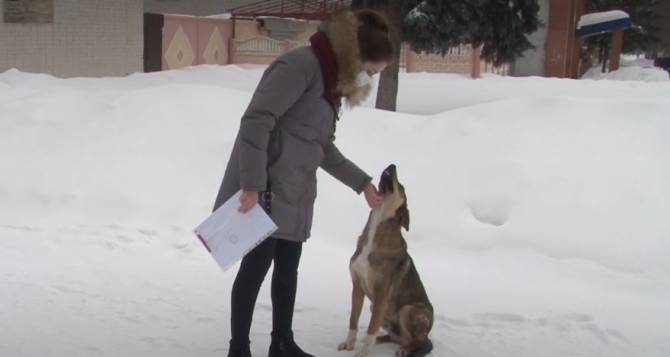 В Карачеве бродячие собаки покусали двоих детей