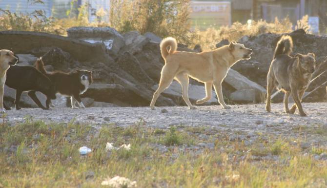 В Брянске сообщили о жестоких убийствах собак на Володарке