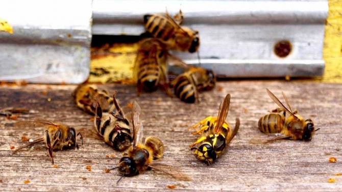 В Суземском районе владелец погибших от пестицидов пчел отсудил у предпринимателя 22 тыс рублей