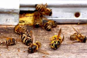 В Суземском районе владелец погибших от пестицидов пчел отсудил у предпринимателя 22 тыс рублей