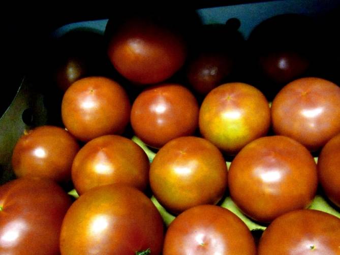 На Брянщине забраковали около 40 тонн турецких томатов