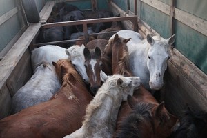 В Почепском районе задержали грузовик с 25 лошадьми без ветеринарных документов