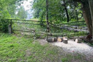 В Брянске на территории школы №60 упало дерево