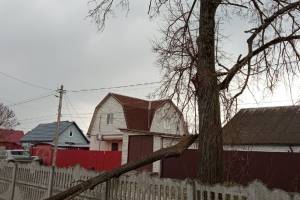 В Брянске аварийное дерево грозит рухнуть на проезжую часть