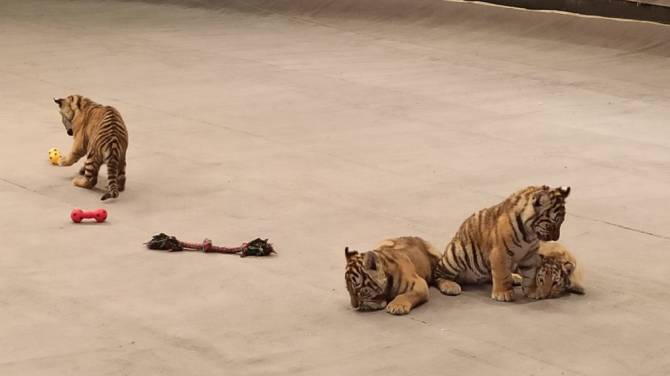В Брянском цирке родились тигрята