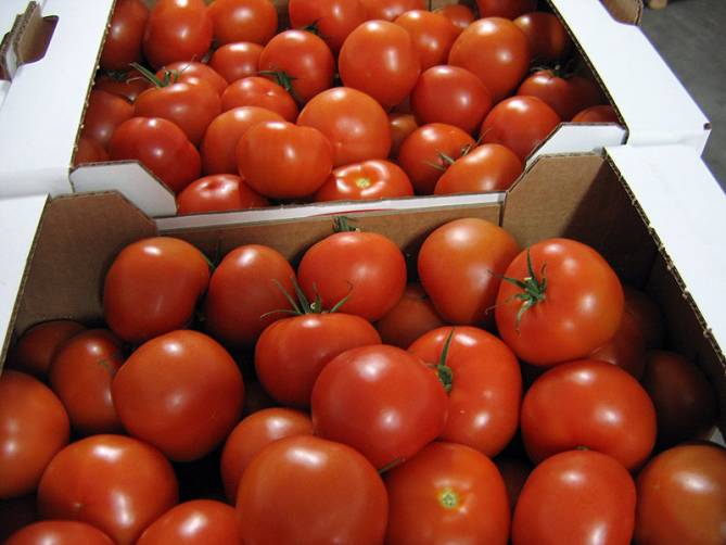 На Брянщине забраковали 20 тонн турецких томатов