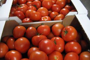 На Брянщине забраковали 20 тонн турецких томатов