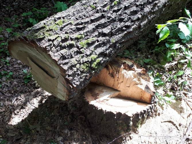 Двоих жителей Комаричей осудили за незаконную вырубку 84 дубов