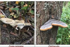 В заповеднике «Брянский лес» нашли 11 новых видов грибов
