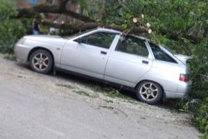 В Брянске коммунальщики повалили спиленное дерево на ВАЗ