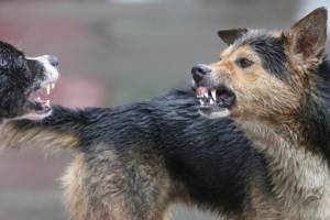В Карачеве собака напала на беременную хозяйку мопса