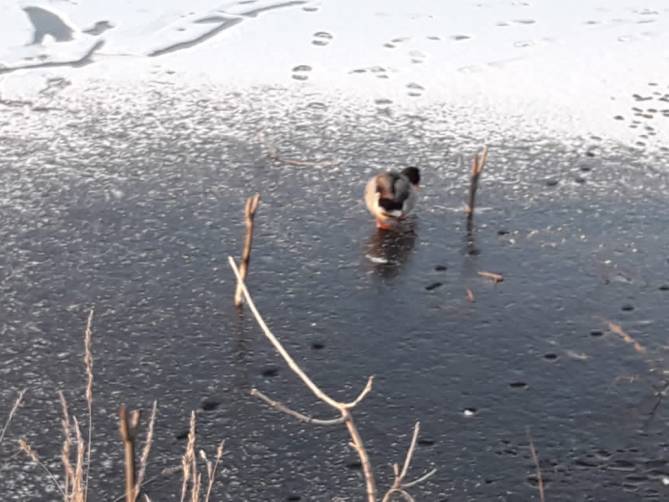 Под Новозыбковом спасают примёрзшую ко льду дикую утку