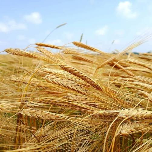 Брянский фермер потребовал с производителя семян 101 млн за плохой урожай