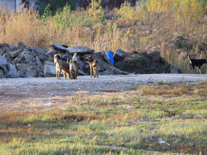 В Брянске бродячие собаки за год покусали почти 700 горожан