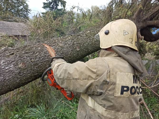 В Брянской области ураганный ветер повалил 22 дерева