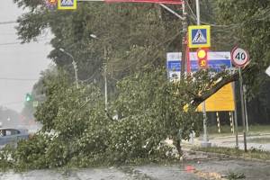 В Брянске у гипермаркета «Линия» рухнуло дерево