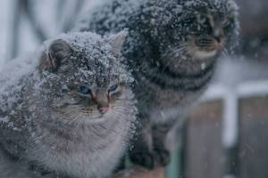 В Брянской области 10 января ожидаются метель и 13-градусный мороз