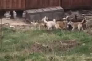 В Карачеве сняли на видео убийство собаки стаей бродячих псов
