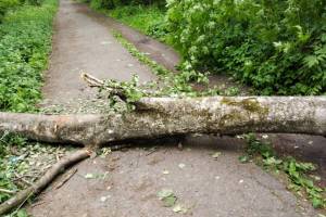 В брянской Бежице дерево упало на провода