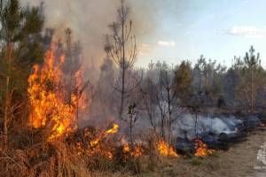 В Клетнянском районе выгорели 1,5 гектара леса