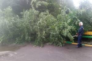 В Брянске ураганный ветер повалил 12 деревьев