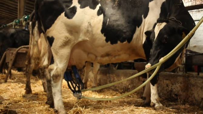 В Брянской области назвали лидирующие районы по производству молока
