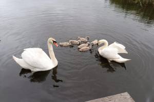 На озере в дятьковском поселке Бытошь поселилась семья лебедей