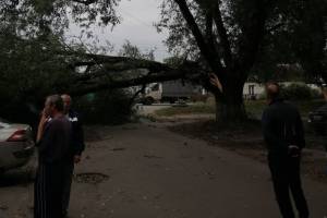 В Брянске на Карачиже ветром сломало огромное дерево