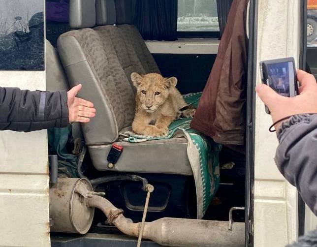 Брянские таможенники не дали вывезти из России трехмесячного львенка