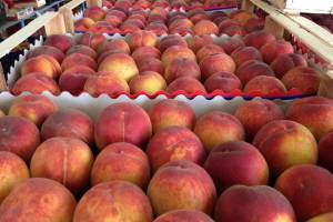 В Брянской области обнаружили 8 тонн заражённых персиков